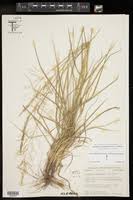 Image result for Sporobolus coromandelianus