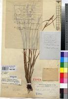 Image result for Scleria mikawana