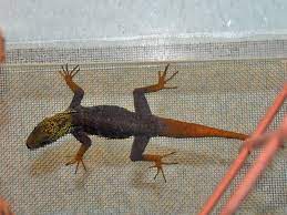 Significado de #cnemaspis #fede cnemaspis: Cnemaspis Psychedelica Psychedelic Rock Gecko In Zoos