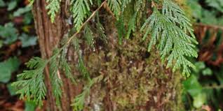 What is the most common tree in washington state. Five Life Changing Native Plants Trees At Washington State Parks Washington State Parks Foundation