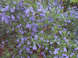 Pianta sempreverde con fiori lilla. Fiori Azzurri I Ceanothus
