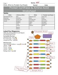 During translation, after the ribosome breaks the bond between the growing polypeptide chain and the trna in the p site and then forms a all these answers are correct. 20 Worksheet Dna Rna And Protein Synthesis