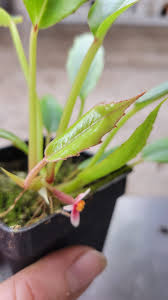 Image result for Begonia longipetiolata