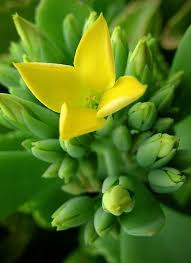 Kalanchoe Succulent Flower Succulents Planting Succulents Growing Succulents