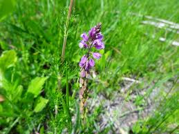 Image result for Polygala ohlendorfiana