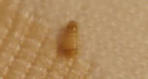 I think these are beetles. Are These Carpet Beetles How Do I Get Rid Of Them Neogaf