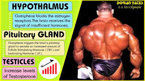 Clomid Clomiphene Citrate Facts L Post Cycle Therapy L Anti Estroge Post Cycle Therapy Oestrogen Follicle Stimulating Hormone