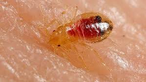 Ask about their training, and their approach to controlling bed bugs. Indy Makes Top 50 Bed Bug Cities List