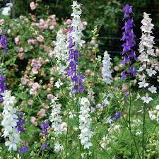 Larkspur Seeds Consolida Ajacis Larkspur Flower Larkspur Larkspur Plant
