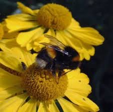 Wildlife Pictures Dorset Perennials Perennials Bee Friendly Garden Colorful Flowers