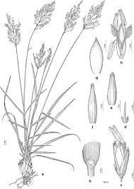 Image result for Danthoniopsis dinteri