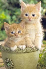 Pet kittens for sale is the best place to shop for your kitten and cat needs. Pin On Cats Big Brothers Big Sisters