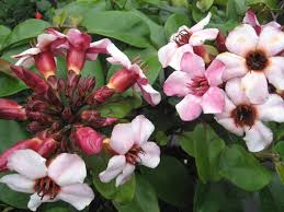 Image result for Strophanthus sarmentosus