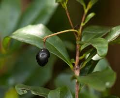 Image result for Peddiea