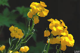 Check spelling or type a new query. Goldlack Als Heilpflanze Awl Ch