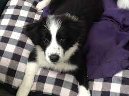 Epingle Par Will Bosma Sur Border Collies