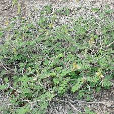 Image result for Tephrosia villosa
