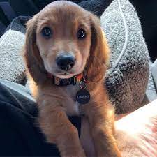 North bay canine rescue & placement in petaluma, ca has pets available for adoption. California Steps Up Effort To Crush Flow Of Puppy Mill Dogs Disguised As Rescues Into Local Pet Stores