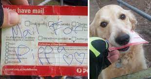 Drawing a dog is one of the many thousandths awakens discussed in this article! Dog Loves Getting Mail So Much That Postman Writes Her Letters Even When There S No Mail Bored Panda