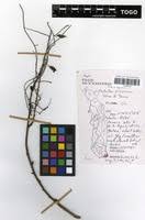 Image result for Phyllanthus polyspermus