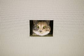 What is the meme generator? Ceiling Cat Data As Culture Odi The Open Data Institute