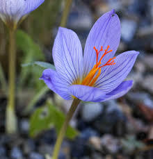 Image result for Crocus speciosus