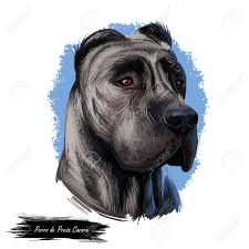 The presa canario will do okay in an apartment if it is sufficiently exercised. Perro De Presa Canario Dog Portrait Isolated On White Digital Stock Photo Picture And Royalty Free Image Image 128902247