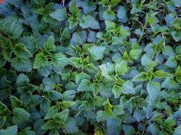 Image result for Urticaceae