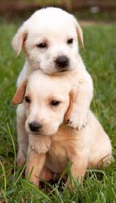 Hi Winter Collection For Pets Online Pet Shop Pet Store Https Www Marshallspetzone Com 103 Winter Wear Cute Animals Baby Animals