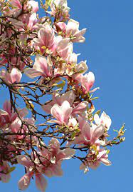 Food For The Soul Beautiful And Inspirational Tree Stencil Magnolia Trees Beautiful