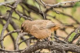 Along with on the trip were my wife, madolyn and three children siobhan. Birds Of Arizona Arizona State Parks