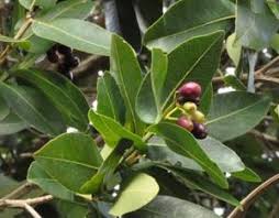 Image result for Usteria guineensis