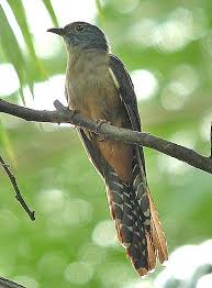 Moluccan Cuckoo Cacomantis Heinrichi Bird Species Bird Cuckoo