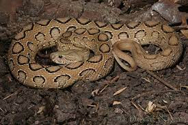 Russell S Viper Daboia Russelii Russelii Apart From Being A Member Of The Big Four Snakes In India Daboia Is Also One O Adder Snake Snake Beautiful Snakes