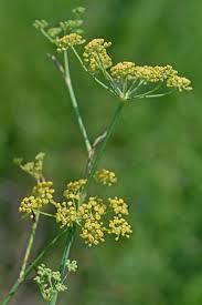 Image result for Foeniculum vulgare