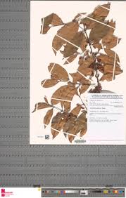 Image result for Aneulophus africanus