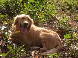 Find golden retriever puppies and breeders in your area and helpful golden retriever information. Akc Golden Pups Golden Retriever Puppies New Hampshire