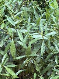 Image result for Psychotria kirkii