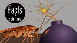 Knowing that small steps taken by homeowners can dramatically reduce or eliminate many pest. The Best Roach Bomb May Not Be A Bomb At All Cockroach Facts