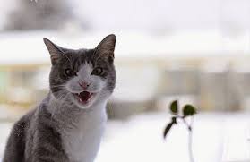 Try as we may, we often don't quite understand the things they do. Why Does My Cat Meow And Other Cat Behaviour Faqs