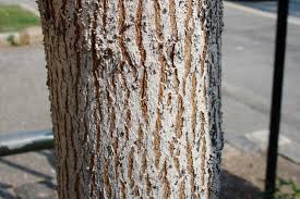 Im winter können sie die schutzmaßnahme nachholen oder den anstrich auffrischen. Weissanstrich Nicht Nur An Obstbaumen
