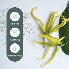 Image result for Cananga