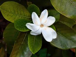 Image result for Gardenia subacaulis