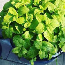 Zitronenmelisse Melisse Minze Tee Garten Gartenliebe Balkongarten Bio Gardening Gardenlovers Herbs Unsecured Credit Cards Fair Credit