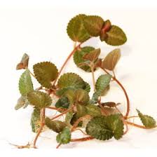 Image result for Pilea rivularis