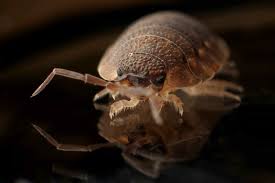 We start by providing each client with useful information and upfront pricing during the scheduling process for pest control and extermination needs. Benefits Of Hiring Professional Pest Exterminators