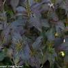 Diervilla x splendens grows to be a small. Https Encrypted Tbn0 Gstatic Com Images Q Tbn And9gcsgwsqdesiwnva3ept Nrrmcndy Iqtu9wf2h3387a Usqp Cau
