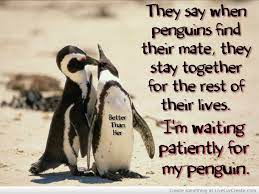 Maybe we're from the same star.. Cute Penguin Love Quotes Quotesgram