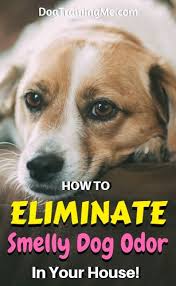 You can also give your dog a bath to help reduce the pet odor. How To Eliminate Smelly Dog Odor In House Smelly Dog Dog Odor Dog Pee Smell
