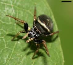 Image result for Zygophlebia